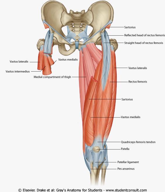 Anterior Compartment Thigh Quadriceps femoris Rectus femoris Origin anterior inferior iliac spine, margin of acetabulum Insertion patella and tibial tuberosity via the patellar ligament Action