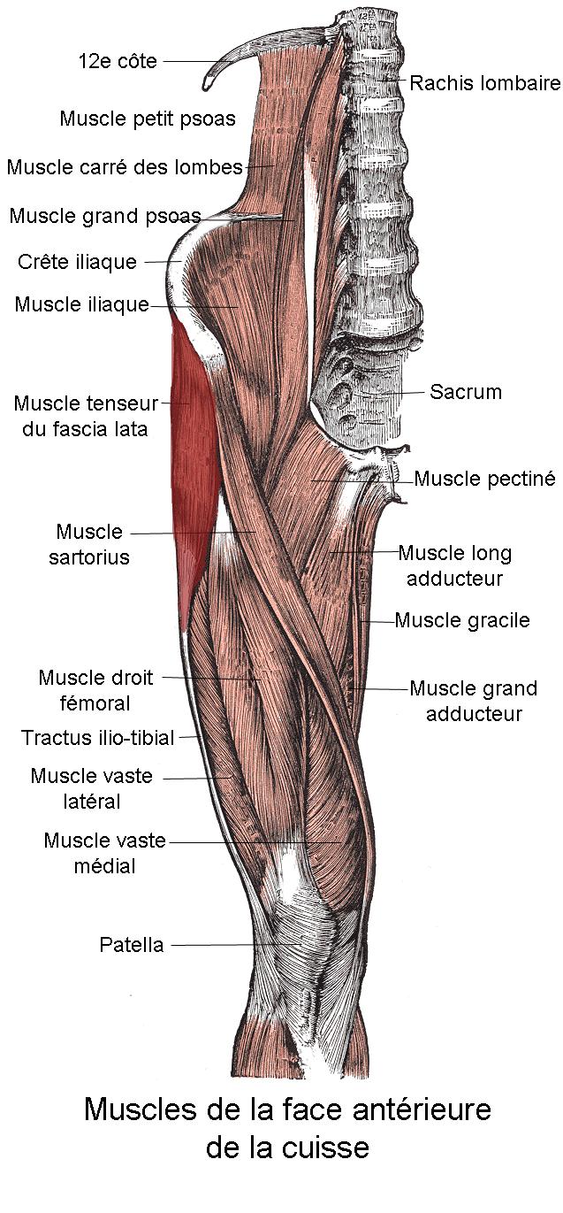 Sartorius Origin - anterior superior iliac spine Insertion