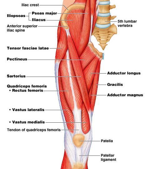 Adduction of thigh Muscles originate medial to hip joint