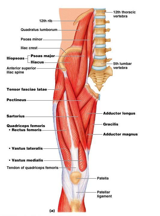 Knee extensors Quadraceps femoris the only extensors of the leg (lower leg) at the knee Rectus femoris