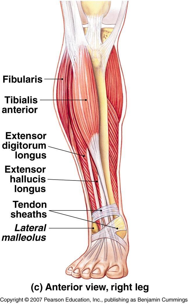 Muscles That Move
