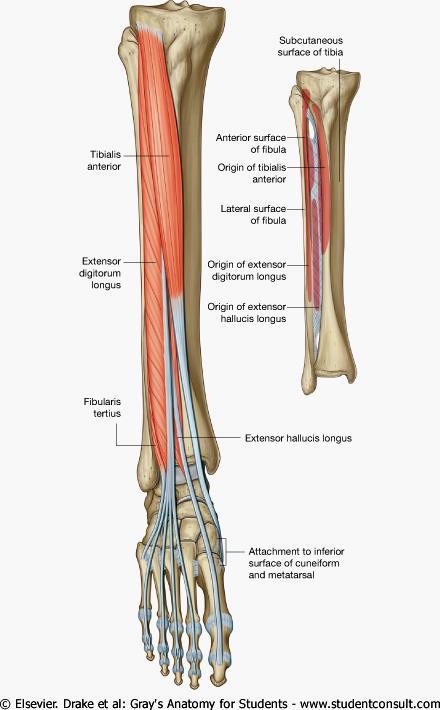 Anterior Compartment Tibialis anterior Origin - tibia Insertion - tarsals Action - dorsiflexion, foot inversion Extensor digitorum longus Origin tibia and fibula Insertion -