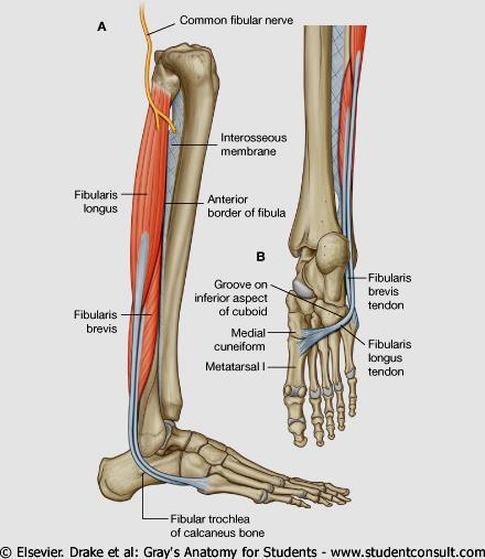 Lateral Compartment Fibularis (peroneus) longus Origin lateral fibula Insertion 5 th metatarsal, tarsal Action - plantarflex, evert foot Fibularis