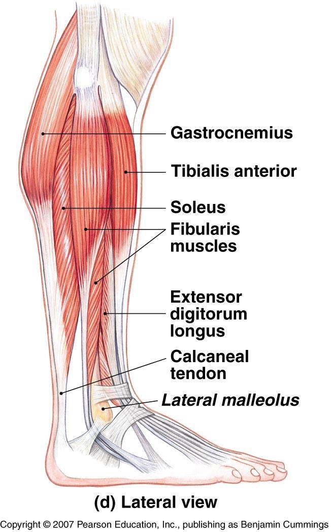 Lateral Muscles That