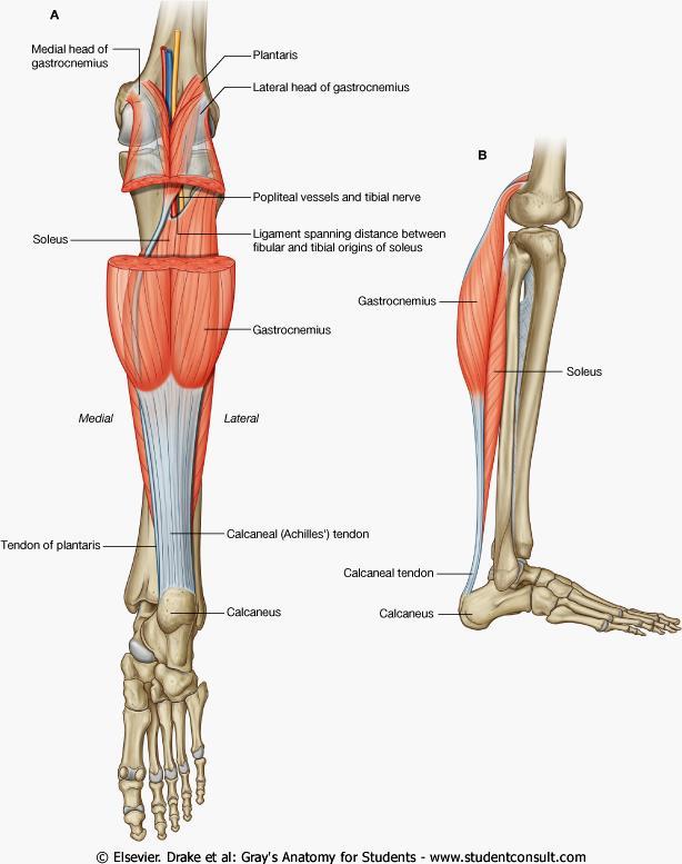 Superficial Posterior Compartment Triceps surae Gastrocnemius (2 heads) Origin - medial and lateral condyles of femur Insertion - posterior calcaneus via Achilles tendon Soleus Origin tibia and