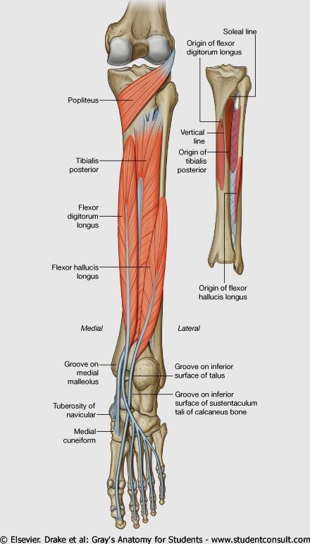 Deep Posterior Compartment Popliteus Origin - lateral condyle femur and lateral meniscus Insertion proximal tibia Action flex and medially rotate leg Flexor digitorum longus Origin - tibia Insertion