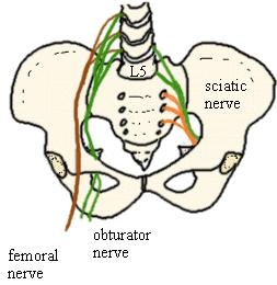 Sacral plexus Formed by the 4 th & 5 th lumbar ventral rami (lumbosacral trunk) and S 1234 Forms on the ventral surface of the piriformis