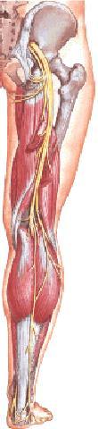 Sciatic nerve (L4, L5, SI, S2, S3) Is the largest branch of the sacral plexus and the largest nerve in body Consists of two separate