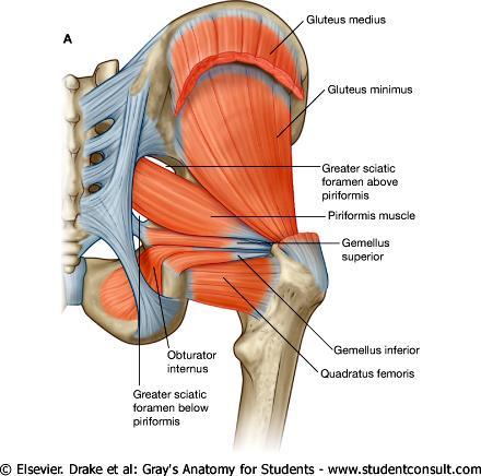 Gluteus medius O - Outer surface of ilium I - greater trochanter A - powerful abductor at hip and medially rotate the thigh Inner.