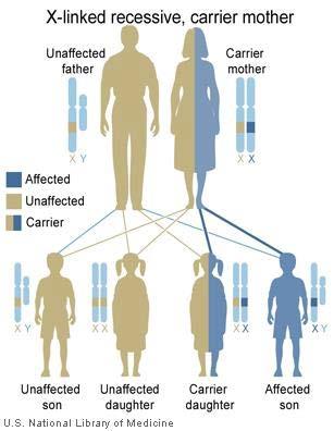 X-linked inheritance Typical characteristics No male-to-male