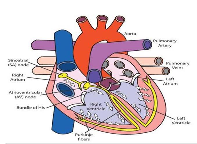 Inherited cardiac conditions congenital heart disease