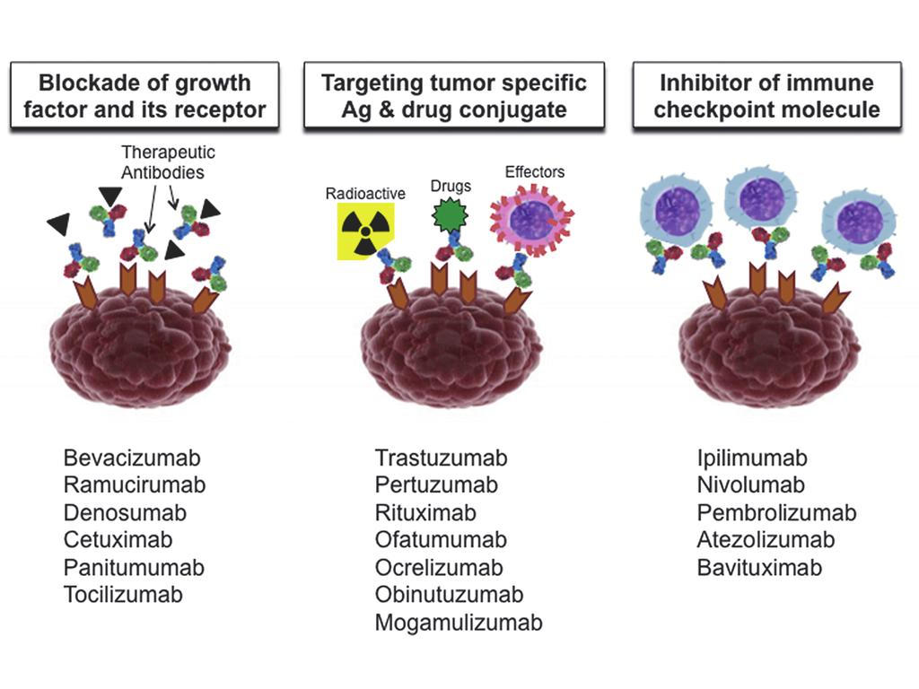Kato: Therapeutic monoclonal antibodies for cancer Blockade of growth factor and its receptor Therapeutic Antibodies Targeting tumor specific Ag & drug conjugate Radioactive Drugs Effectors NK