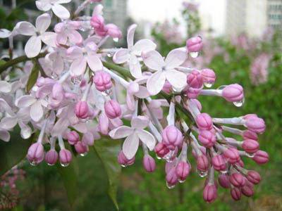 Ding Xiang ( 丁香 ) (Flos Caryophylli) English name: clove flower bud Alternate name: 公丁香 (gong ding xiang) Literal English name: spike