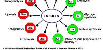 Type 2 DM begins with insulin resistance, a condition in which cells fail to respond to insulin properly. As the disease progresses a lack of insulin may also develop.