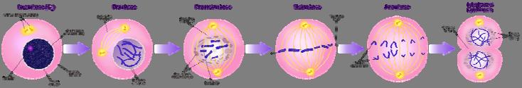 Interphase: ells may appear inactive during this stage, but they are quite the opposite.