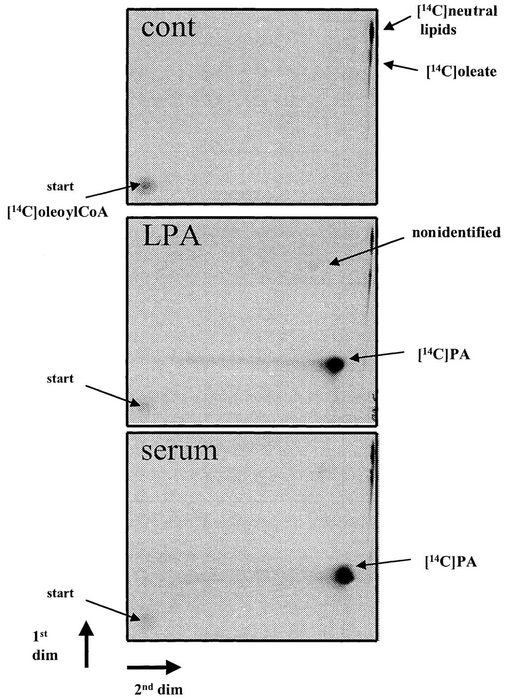 PA of a typical microsome preparation varied from 0.8 to 1 nmol/min per mg of protein. Preparation of acyl- and alkyl-lpa stock solutions Na salt 1-oleoyl-sn-glycero-3-phosphate (LPA) (from Sigma, St.