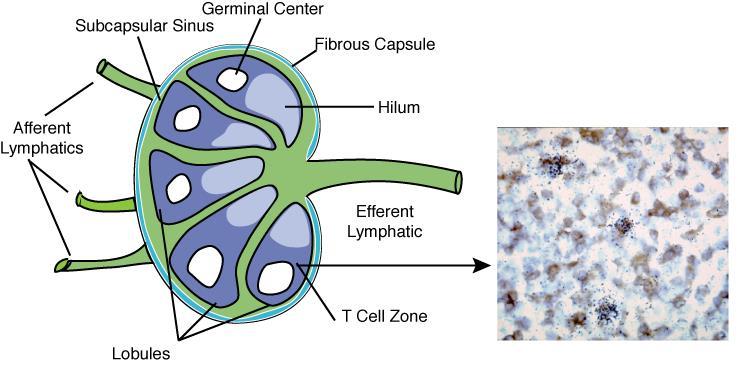 T cell zone in lymphatic