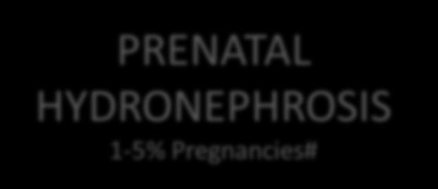 The Inciting Event UTI 8% girls 2% boys by age 7* PRENATAL HYDRONEPHROSIS 1-5% Pregnancies#