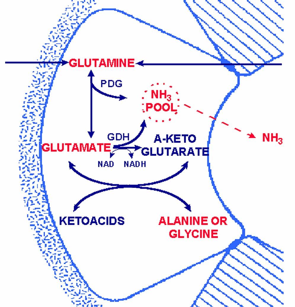 AMMONIUM PRODUCTION Glutamine is the major precursor of ammonium. It is deaminated to glutamate and the glutamate is deaminated to α ketoglutarate.
