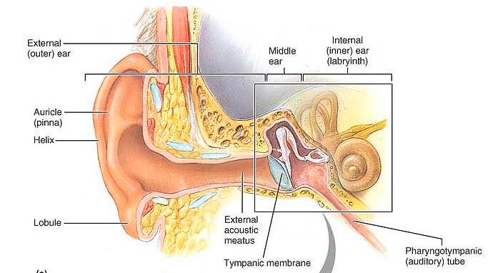 Chapter 15 Hearing & Equilibrium ANATOMY OF THE OUTER EAR EAR PINNA is the outer ear it is thin skin covering elastic cartilage.