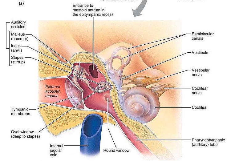 Its purpose is to trap foreign particles. Next, the sound waves go to the TEMPANIC MEMBRANE (ear drum). It is a think, flattened conical CT membrane.
