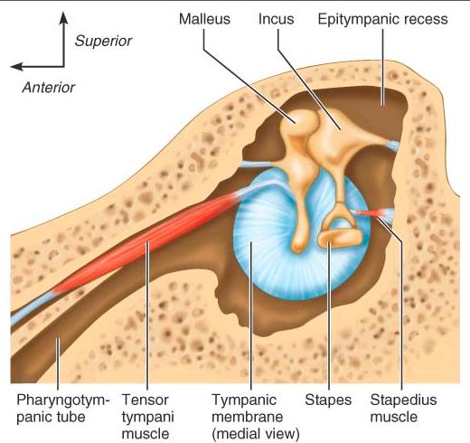 It is lined by mucosa that is continuous with the pharynx anteromedially via the auditory tube, which is collapsed most of the time.