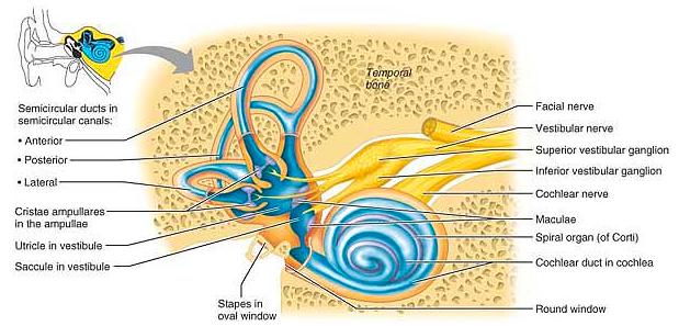 SKELETAL MUSCLES OF THE MIDDLE EAR The muscles of the middle ear reflexively contract to dampen loud sounds.