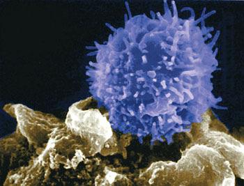 2. Examples: antibodies, T & B cells (specialized leukocytes). 3.