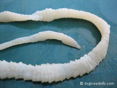 5. Other Infections http://www.dogbreedinfo.com/images14/tapewormimg_1395.jpg a. Tapeworm: pg.