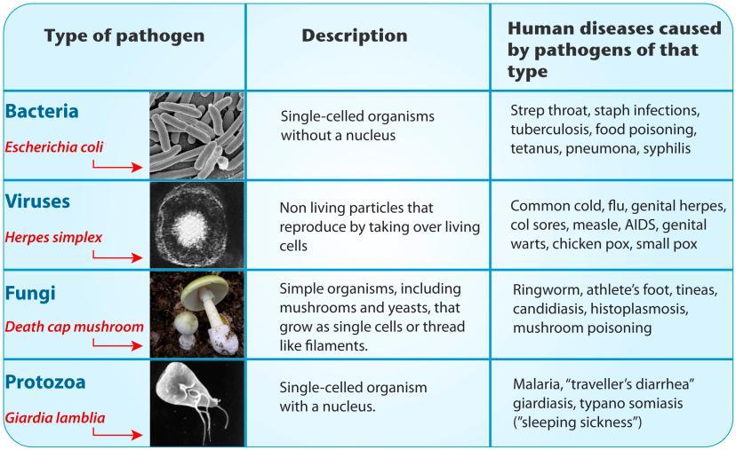 Types of pathogens that commonly cause human diseases include bacteria, viruses, fungi, and protozoa. Which type of pathogen causes the common cold? Which type causes athlete s foot?