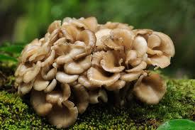 mushroom Stimulate T cell and NK
