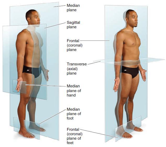 Unit I Problem 5 Anatomy: Types of Movements and Joints - Anatomical position: The person is standing erect, with the upper limbs by the sides and the face and palms of the hands directed forward.