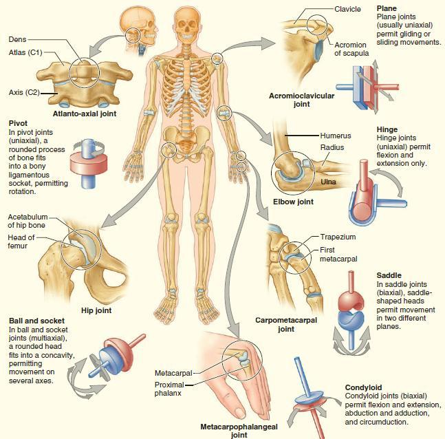 - Classification of joints: Fibrous joints (synarthrosis: non-movable): The articulating surfaces of bones are joined by fibrous tissue.