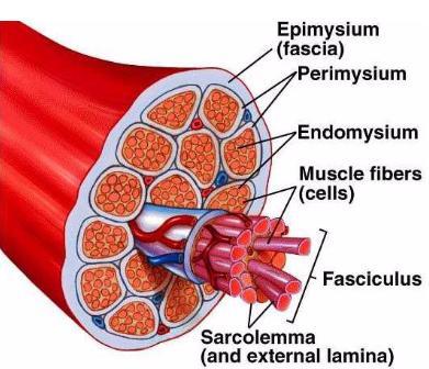Types of Strong, quick, rhythmic, acts to pump blood from the heart activity Stimulation Involuntary (controlled by autonomic nervous system)