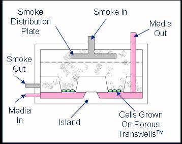 BAT whole smoke exposure chambers Diluted smoke is generated by a Borgwaldt RM2S smoking engine and cells on porous membranes are exposed from the upper surface as illustrated in figure 4.