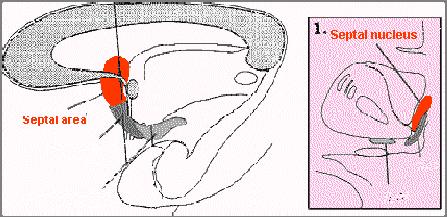 Septum The septal region lies in front of the thalamus. Inside it, one finds the centers of orgasm (four for women and one for men).