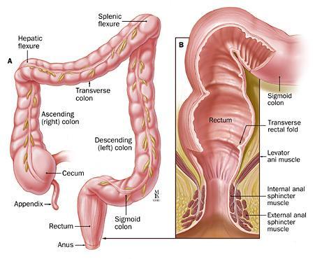 The anus and rectum