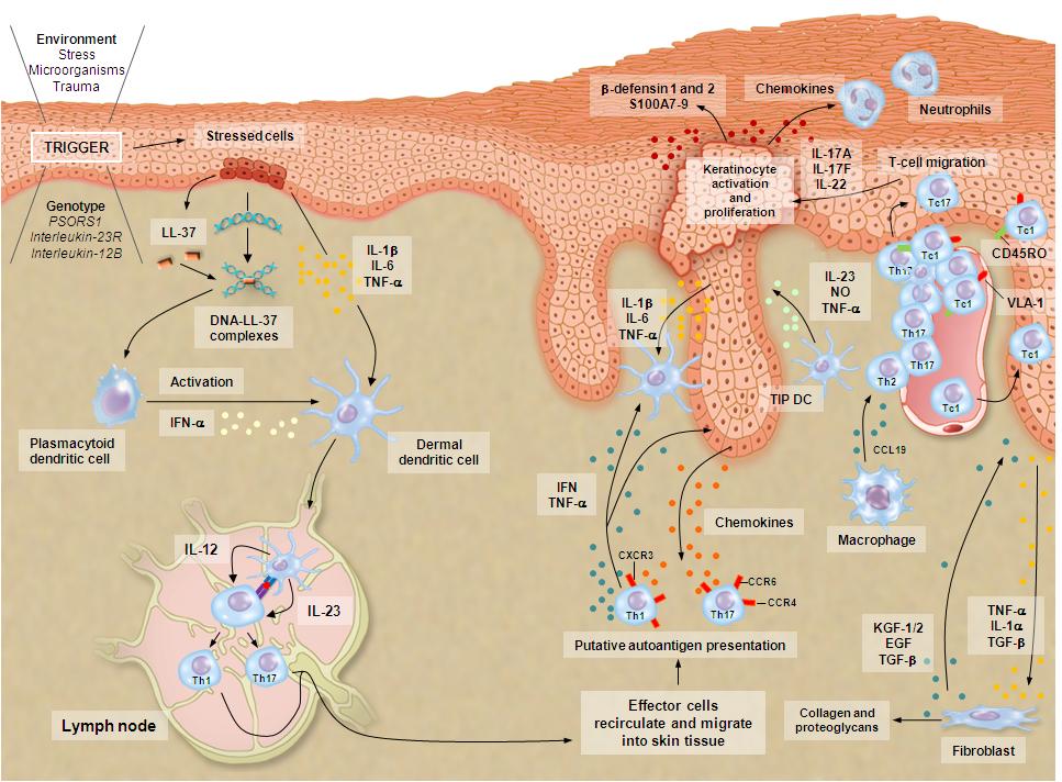 Anti-TNF therapy in the pathophysiology model Adapted from: