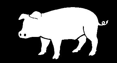 Pigs: A mixing vessel Animal influenza Seasonal/Pandemic influenza Swine flu Human influenza Historical data suggests that zoonotic influenza originated from influenza type A viruses circulating