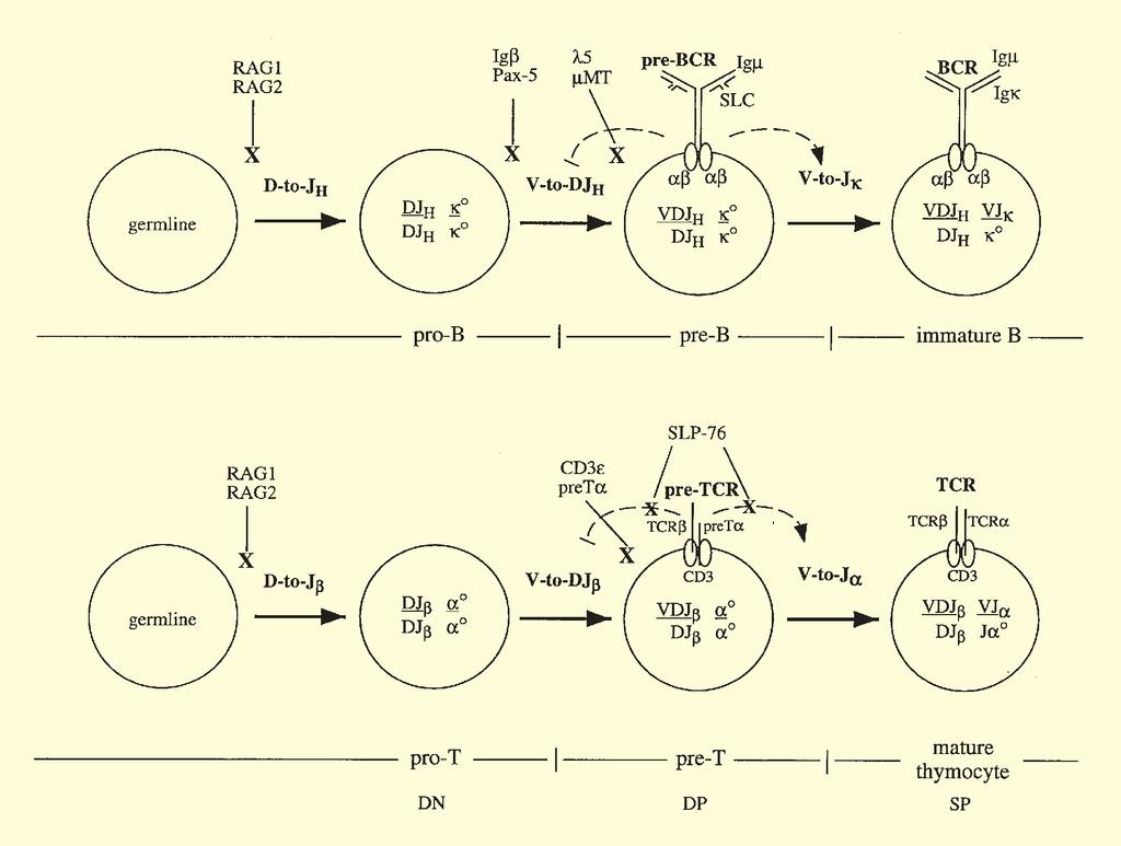 Fig. 1. A diagrammatic comparison of early B and T-cell development. Top: ordered assembly of Ig genes during B-cell development.