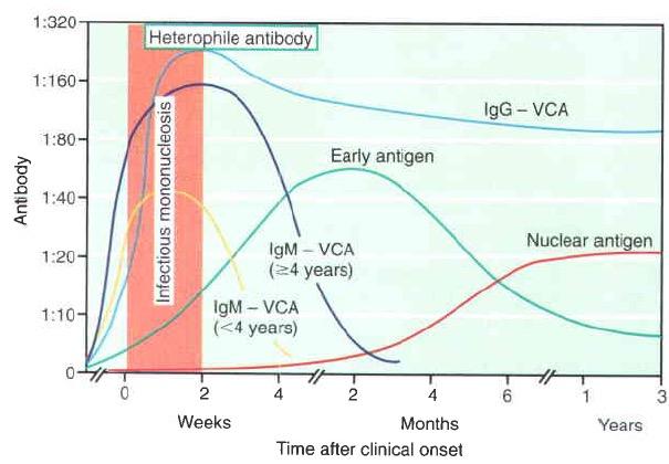 Specific EBV antibodies response to viral capsid antigen (VCA) is divided
