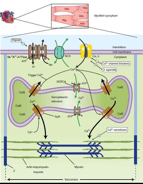 Schematic diagram of a cardiac muscle sarcomere, with sites of action of several drugs that