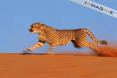 down a gazelle A cheetah won t run the Great