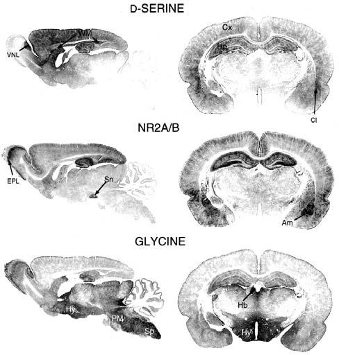 Preclinical Studies of D-serineD D-serine is selectively enriched in forebrain (Kumashiro,, 1995 ) with regional distribution and the postnatal changes closely parallelling