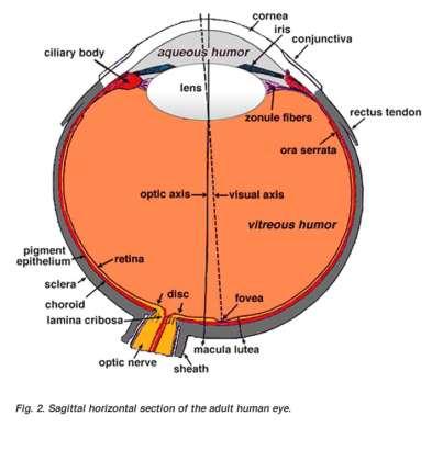 Anatomy of the Optic Nerve Vitreous cavity Retina Macula Optic Disc Large space filled with transparent gel