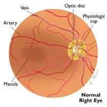 on its inner surface Area of retina responsible for fine, central vision Depression in centre of macula is