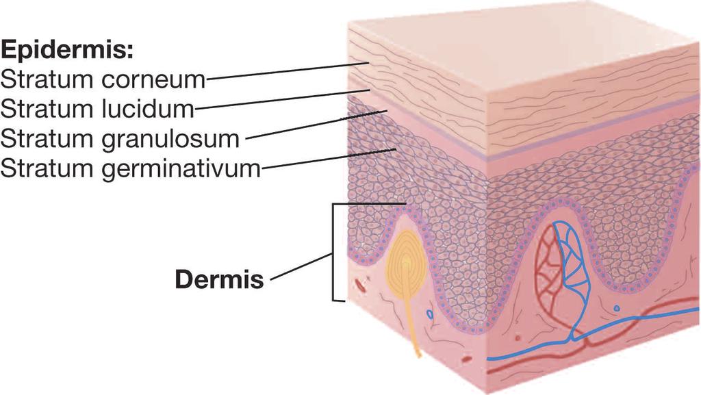 The skin is made of two distinct layers: The epidermis, the top or outer layer, is the layer that tans when exposed to UV radiation (see Figure 1).