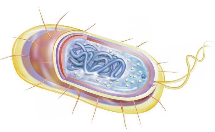 Structures of a Typical Gram-Negative Bacterium Cell wall A cell wall surrounds and protects the cell and gives the bacterium its shape.