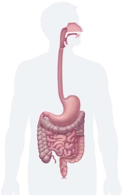 The Digestive Tract at Work The digestive tract starts at the mouth and ends at the anus. After you chew and swallow food, the stomach turns it into a liquid.