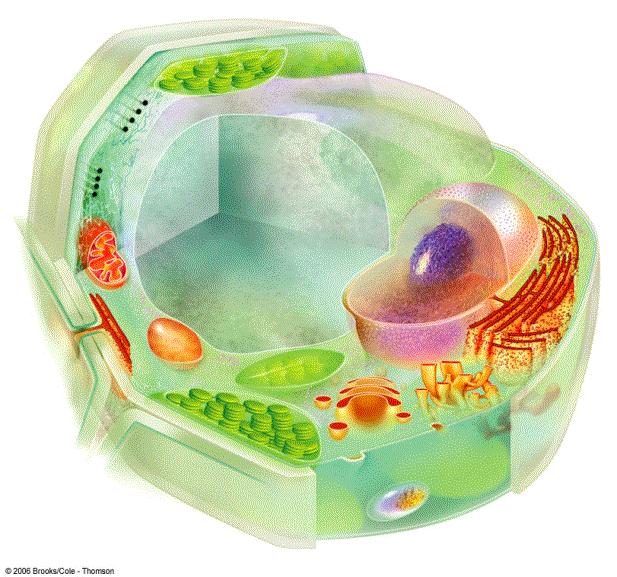 Plant Cell Features CYTOSKELETON CELL WALL CHLOROPLAST CENTRAL VACUOLE NUCLEUS RIBOSOMES